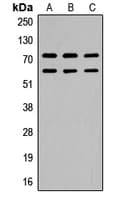 CaMKII Beta+Gamma Antibody (phospho-Thr287)