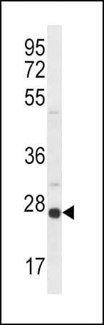 OPRS1 / SIGMAR1 Antibody (aa118-147)