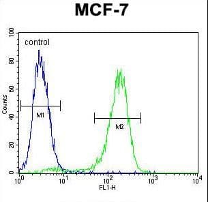 Polyclonal Rabbit anti-Human RARS Antibody (aa605-634, IHC, IF, WB)