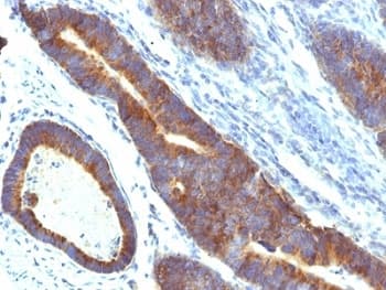 MUC3A Antibody (Tandem Repeat, clone MUC3/1154)