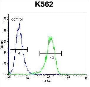 TTBK2 Antibody (aa217-245)