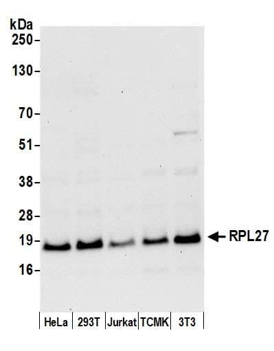 RPL27 / Ribosomal Protein L27 Antibody (aa25-75)