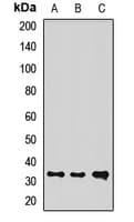 Polyclonal Rabbit anti-Human DDIT4 / REDD1 Antibody (WB)
