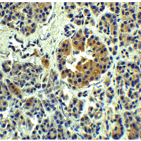 SLC30A8 / ZNT8 Antibody