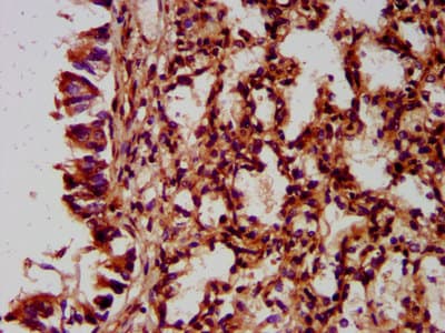 NLRC5 / NOD4 Antibody