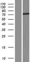 HAP1 Protein (Over-Expression Lysate Myc-DDK (Flag))