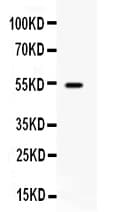 Polyclonal Rabbit anti-Human CD27 Antibody (IHC, WB)