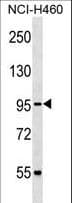 CUL2 / Cullin 2 Antibody (aa150-179)