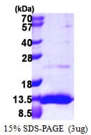 Human UBL5 Protein (Recombinant His)