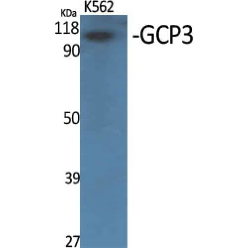 Polyclonal Rabbit anti-Human GCP3 / TUBGCP3 Antibody (180-260 aa, Internal, IHC, WB)