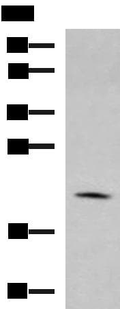 MARCKSL1 Antibody