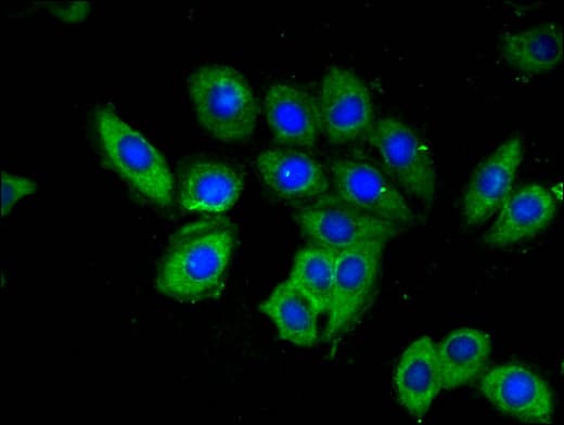 OAS3 / p100 Antibody