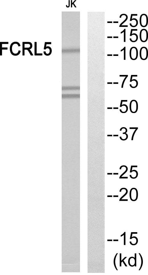 FCRL5 / CD307 Antibody