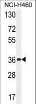 Polyclonal Rabbit anti-Human OR4A47 Antibody (aa205-233, WB)