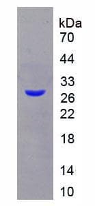 Mouse APOA1 / Apolipoprotein A 1 (Recombinant His-T7)