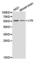 LYN Antibody