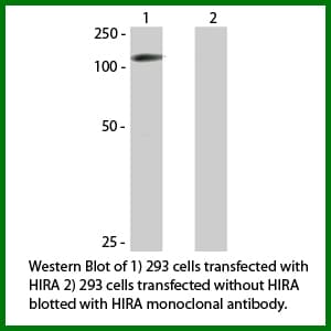 HIRA Antibody (clone WC119.2H11)