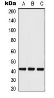 ATF4 Antibody (phospho-Ser245)