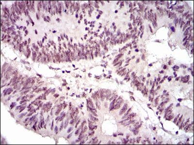 NCK1 / NCK Antibody (clone 5B7)