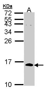 CDC26 Antibody (aa1-85)
