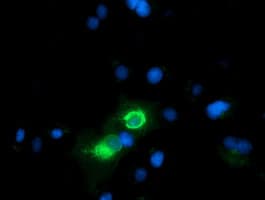 Monoclonal Mouse anti-Human CD80 Antibody (clone OTI9H1, IF, WB)