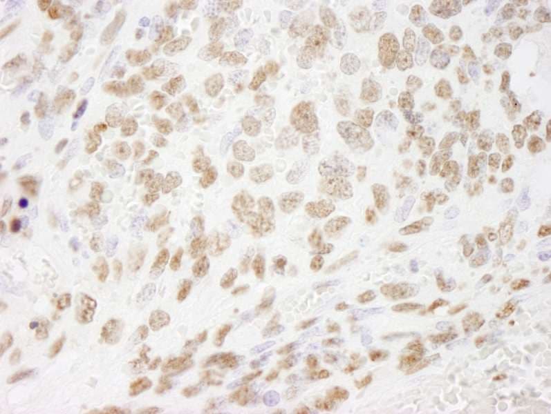 HIST1H3A Antibody (aa100-C-term)