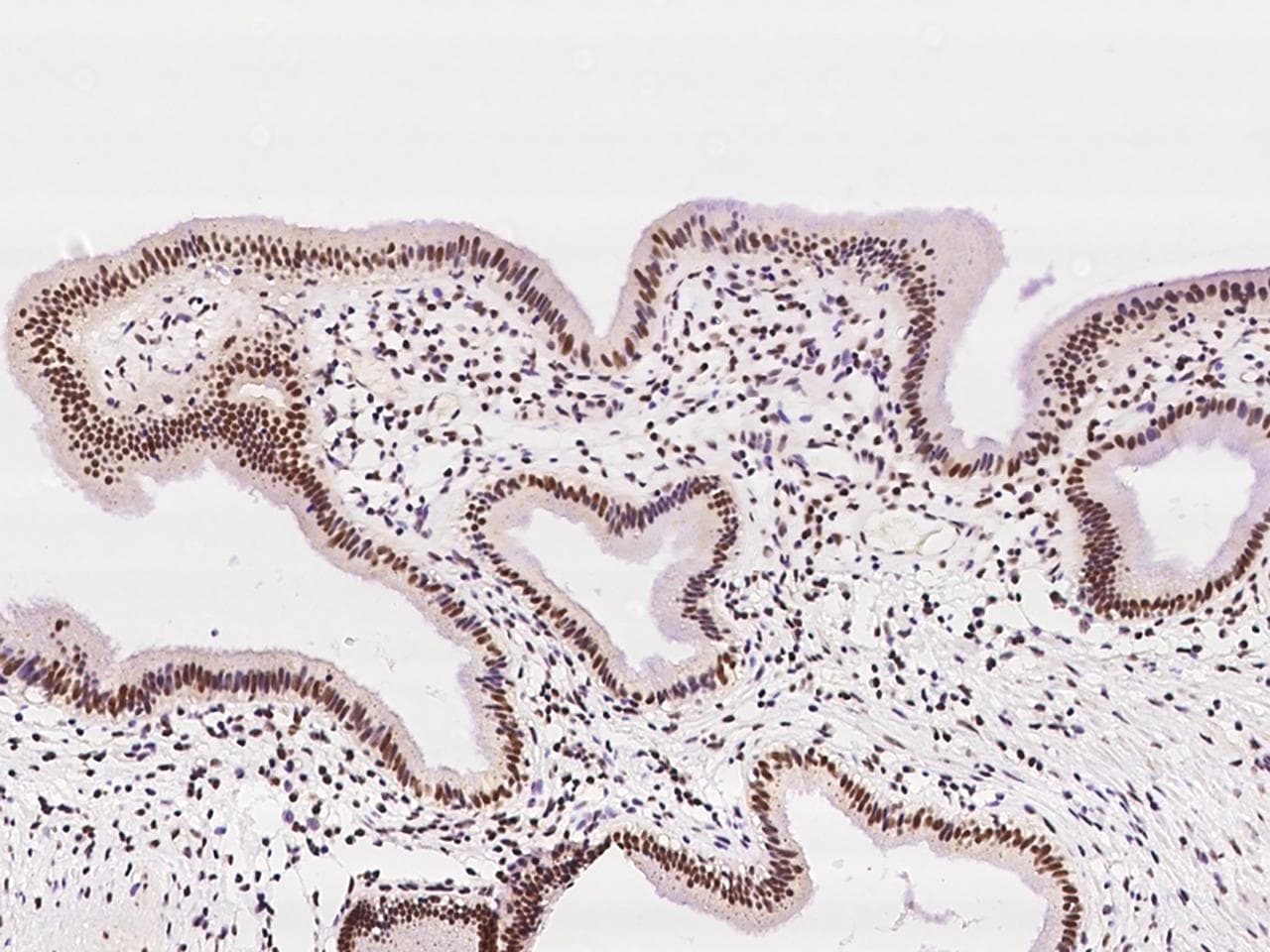 Polyclonal Rabbit anti-Human RNF113A Antibody (IHC, IF)