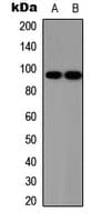 SOX6 Antibody (N-Terminus)