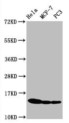 HIST1H3A Antibody
