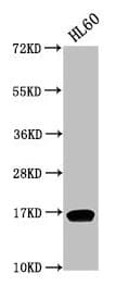 Polyclonal Rabbit anti-Human HIST1H3A Antibody (IF, WB)
