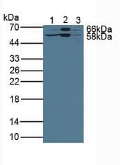 LSR / LISCH7 Antibody (aa35-205, Biotin)
