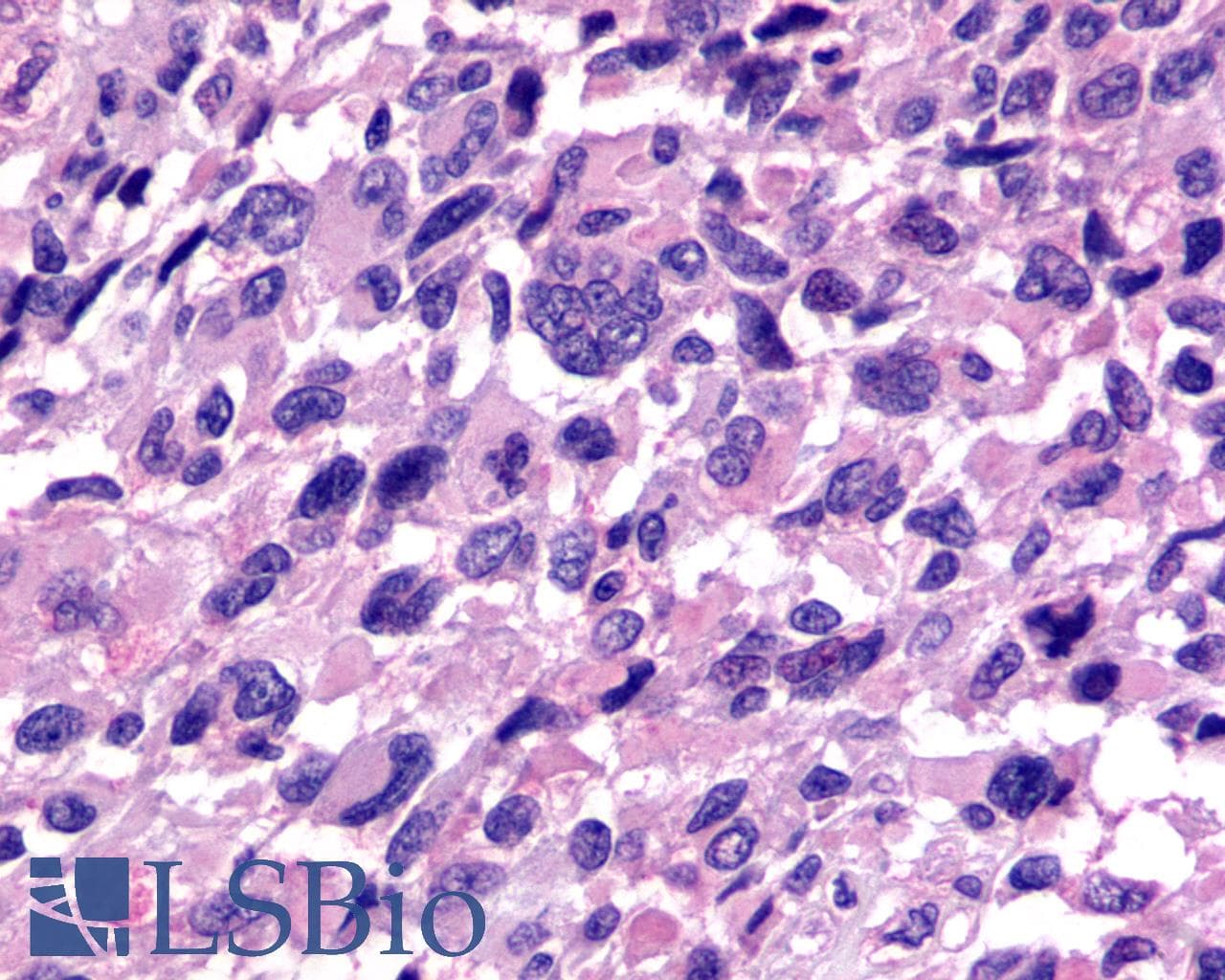 PathPlus™ RXFP3 Antibody (C-Terminus)