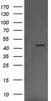 MAP2K1 / MKK1 / MEK1 Antibody (clone OTI3C1, Carrier-free)