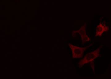 CYP7B1 Antibody