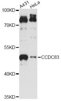 CCDC83 Antibody