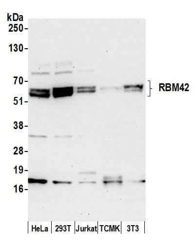 RBM42 Antibody (aa100-150)