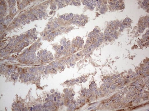 RBMS1 Antibody (clone OTI2H1, Carrier-free)