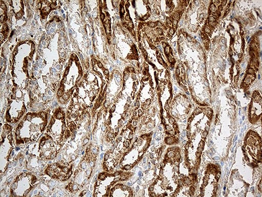 Monoclonal Mouse anti-Human CHCHD10 Antibody (clone OTI2B6, aa17-142, IHC, WB)