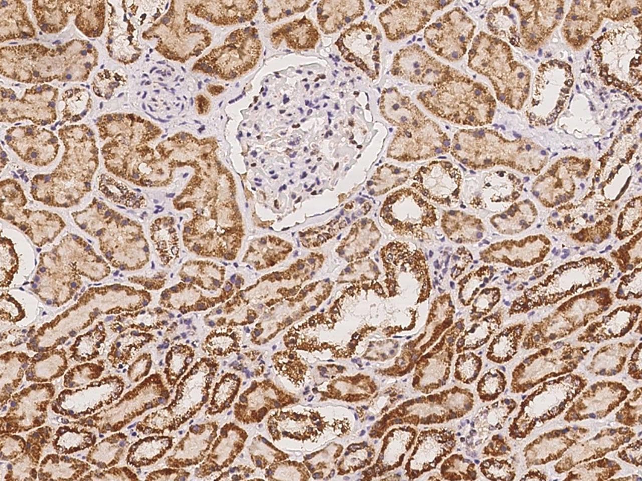 CDC42EP2 Antibody