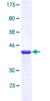 Human PSMG4 Protein (Recombinant GST)