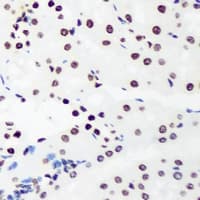 HIST3H3 Antibody