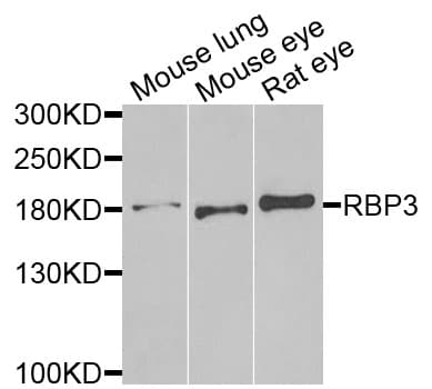 RBP3 / IRBP Antibody