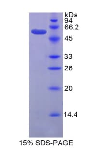 Mouse Gzmd / Granzyme D Protein (Recombinant His-GST)