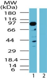 Polyclonal Rabbit anti-Human NAP1 / TAB3 Antibody (aa50-100, WB)