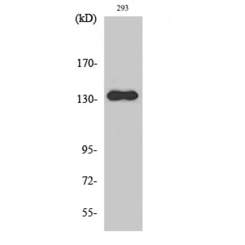 Polyclonal Rabbit anti-Human ZMYND8 / RACK7 Antibody (550-630 aa, Internal, IF, WB)