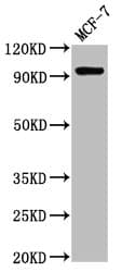 Polyclonal Rabbit anti-Human NCAM2 Antibody (IHC, WB)