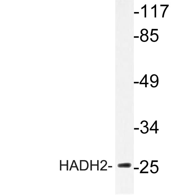 HSD17B10 / HADH2 Antibody (Glu135)