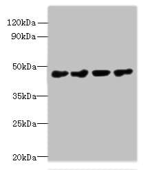 Polyclonal Rabbit anti-Human PRMT6 Antibody (IHC, WB)