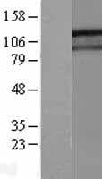 GIGYF1 Protein (Over-Expression Lysate Myc-DDK (Flag))