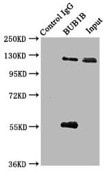 BUB1B / BubR1 Antibody (aa230-394)